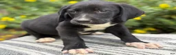 Mixed Breed dogs for sale: Griff - Ad 8