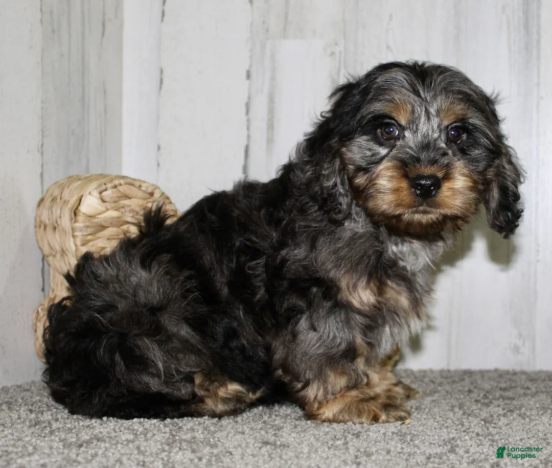 Cockapoo dogs for sale: Snickers - Ad 4