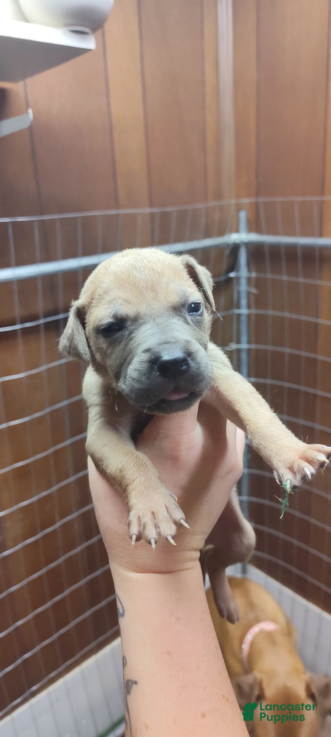 Great Dane dogs for sale: Great Dane Puppy 6 - Ad 1