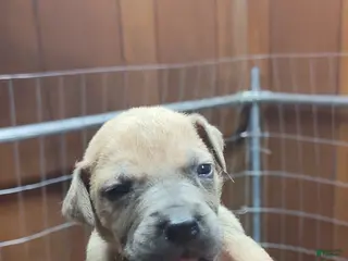 Great Dane dogs Great Dane Puppy 6 - Ad 4