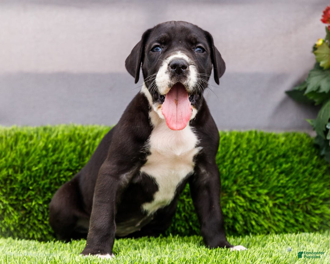 Great Dane dogs for sale: Kathy - Ad 4