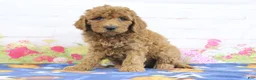 Mini Goldendoodle dogs for sale: Fido - Ad 3