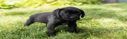 Cane Corso dogs for sale: Ace - Ad 5