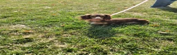 Miniature Dachshund dogs for sale: Trixie - Ad 7