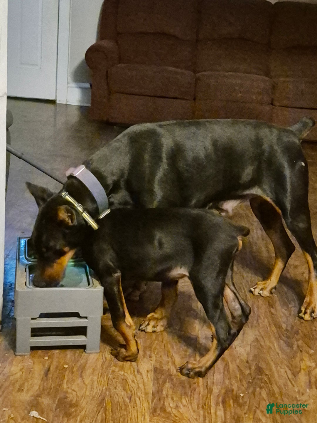 Doberman Pinscher dogs for sale: Pluto - Ad 3