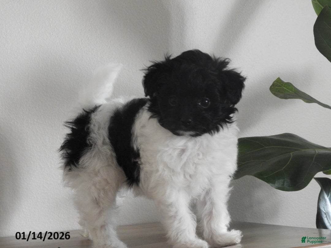 Pomapoo dogs for sale: Kinsey - Ad 2