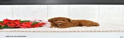 Miniature Poodle dogs for sale: Kaiden - Ad 7