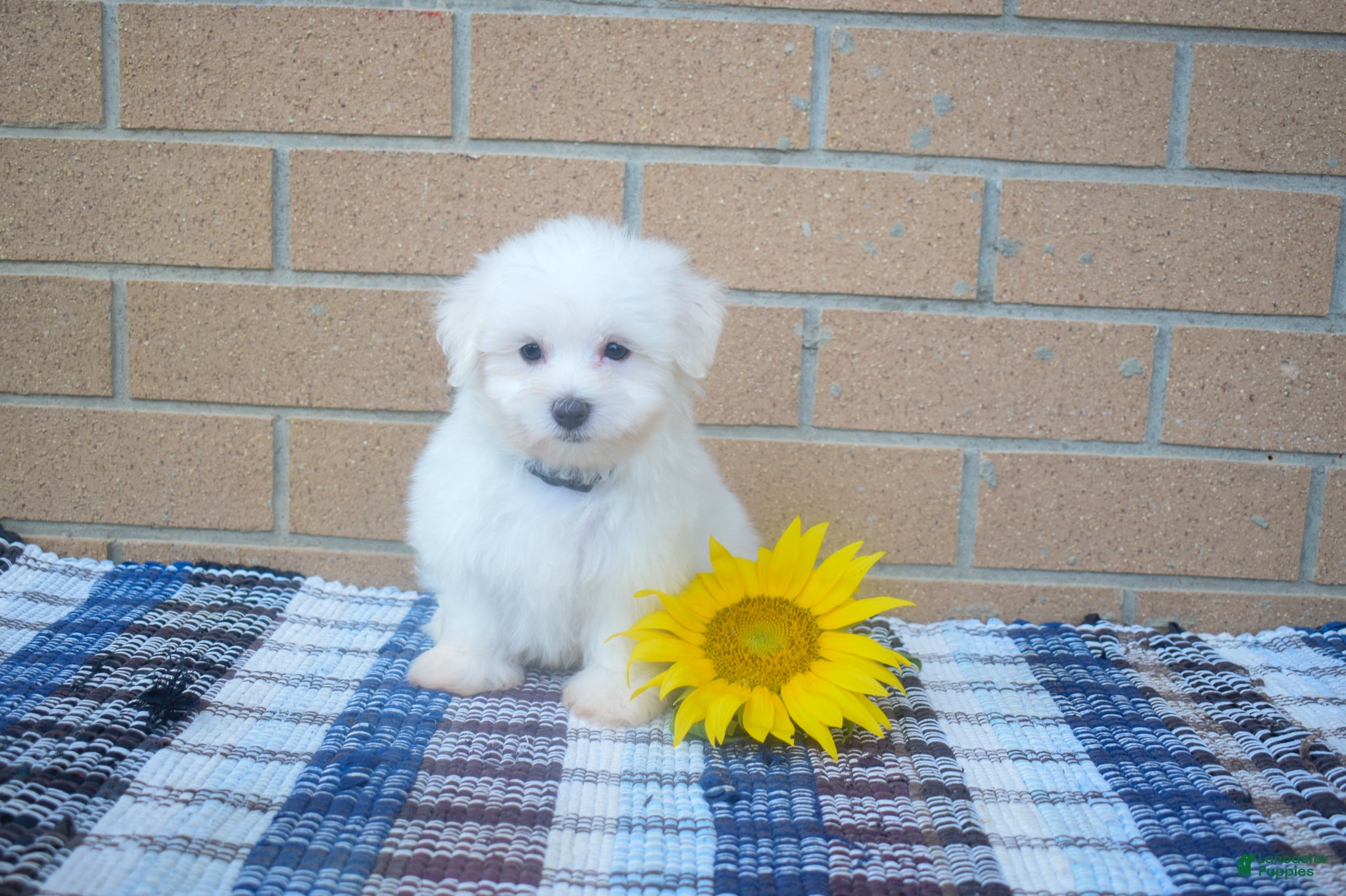 Maltese dogs Ryan 🩵 - Ad 2