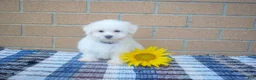 Maltese dogs for sale: Ryan 🩵 - Ad 2