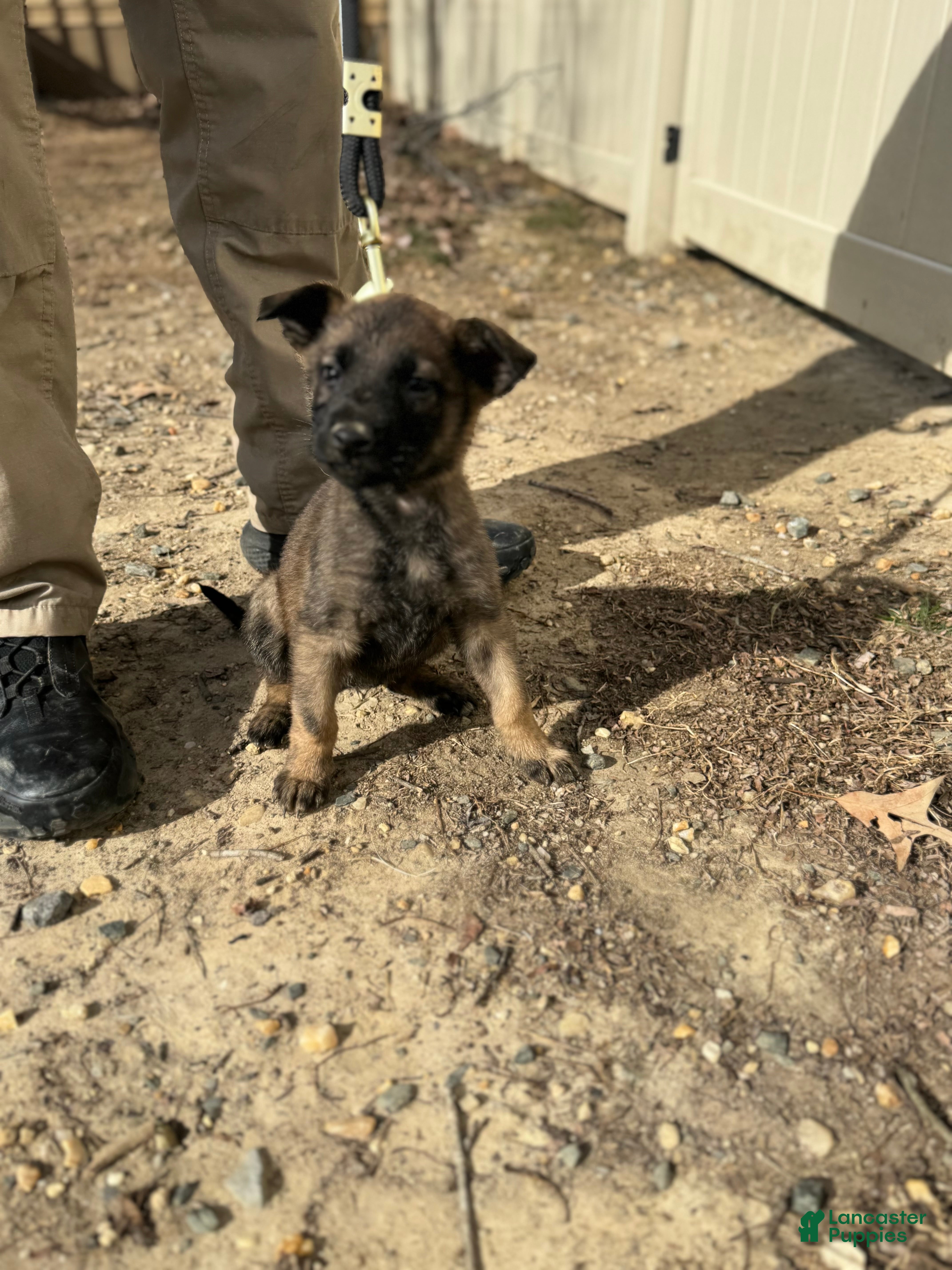 Mixed Breed dogs Pink - Ad 14