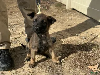 Mixed Breed dogs Pink - Ad 1