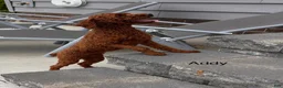 Toy Poodle dogs for sale: Tanner - Ad 4