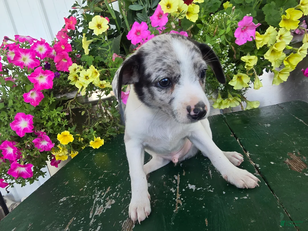 Chihuahua dogs for sale: Blaze - Ad 1