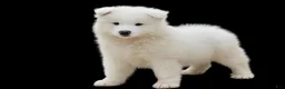 Samoyed dogs for sale: Marshmallow - Ad 3