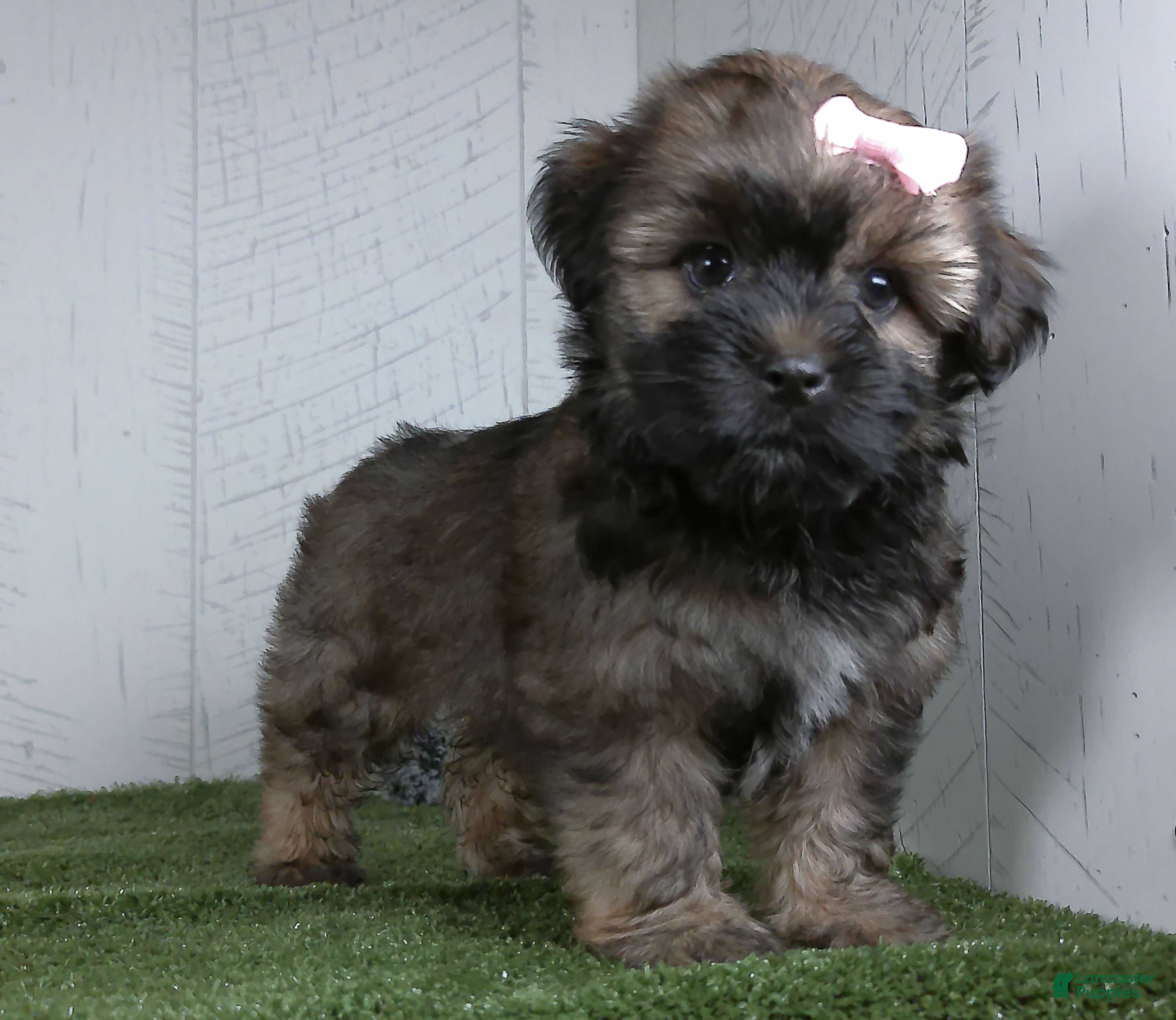 Shorkie dogs Lizzie - Ad 1