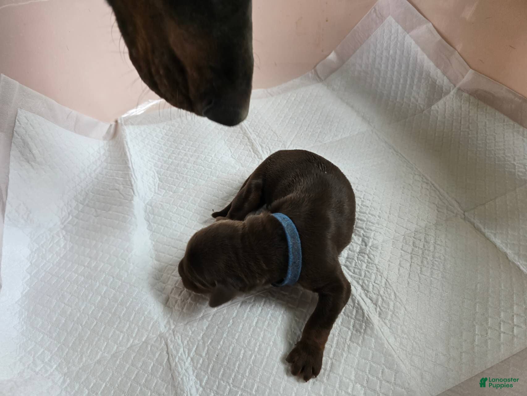 Doberman Pinscher dogs for sale: Doberman Pinscher Puppy 3 - Ad 4