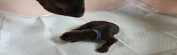 Doberman Pinscher dogs for sale: Doberman Pinscher Puppy 3 - Ad 1