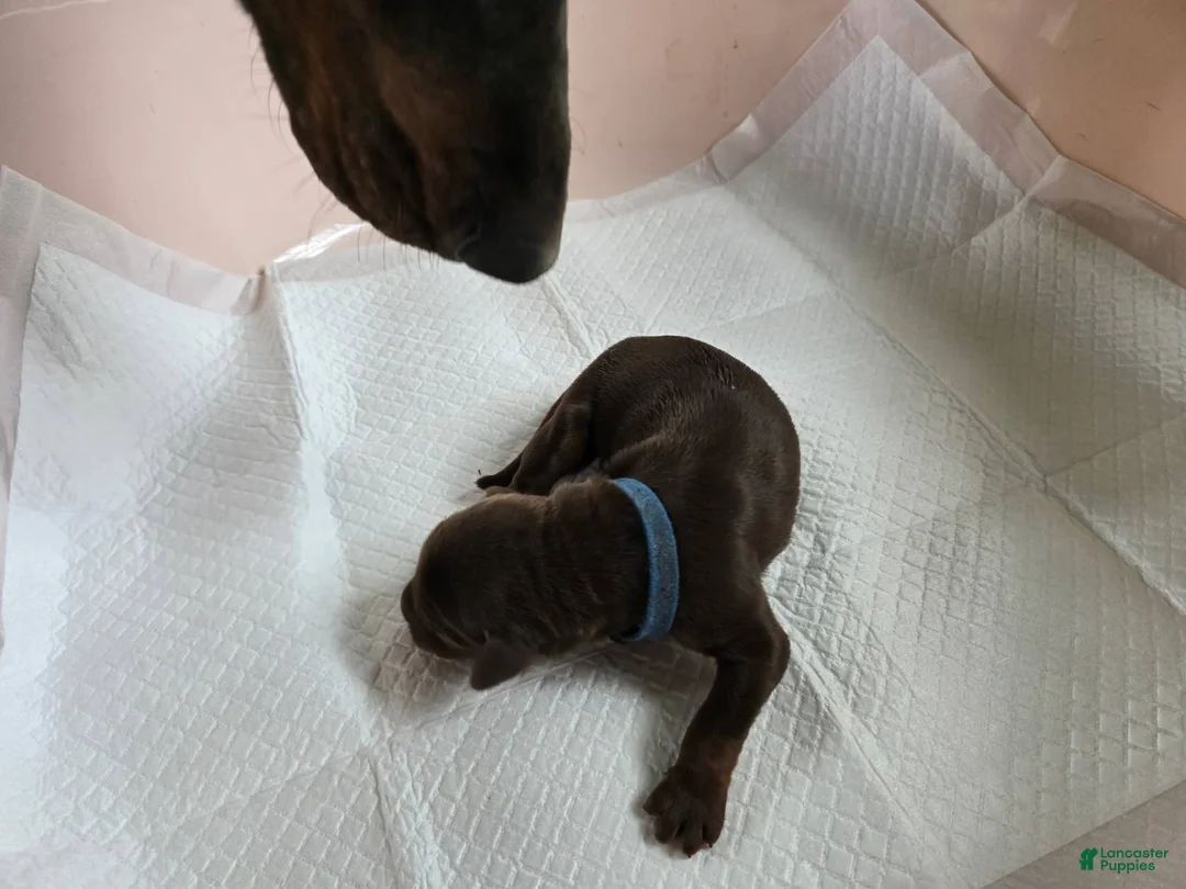 Doberman Pinscher dogs for sale: Doberman Pinscher Puppy 3 - Ad 1