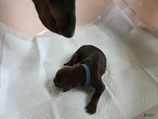 Doberman Pinscher dogs for sale: Doberman Pinscher Puppy 3 - Ad 4