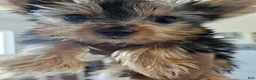 Yorkshire Terrier dogs for sale: Cabana - Ad 5