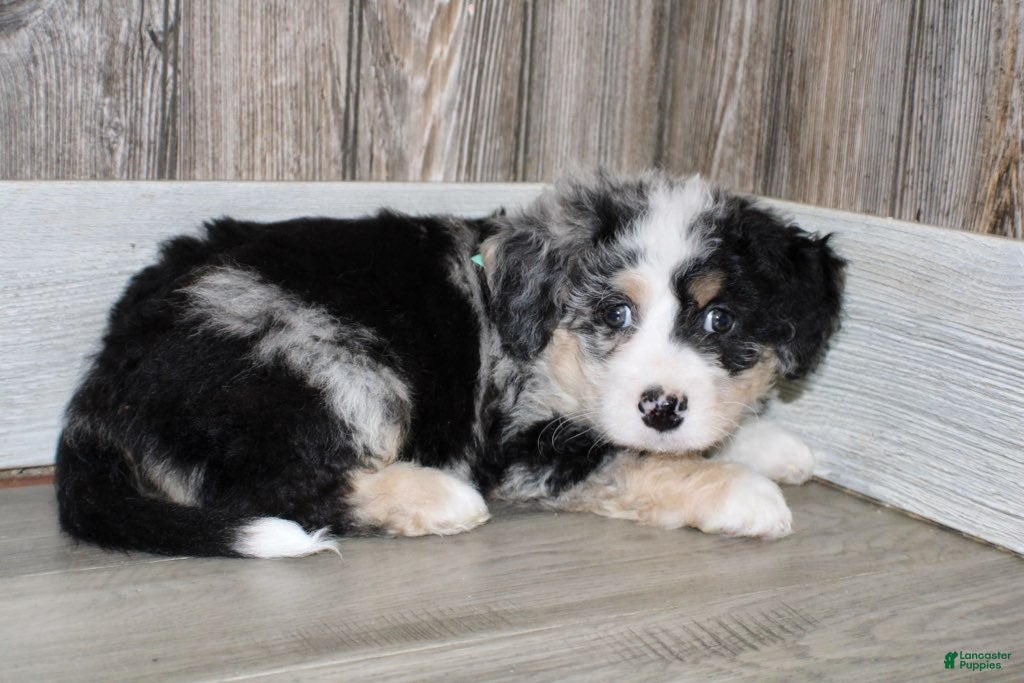Mini Bernedoodle dogs Leo - Ad 2