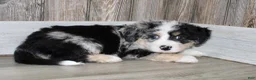 Mini Bernedoodle dogs for sale: Leo - Ad 2