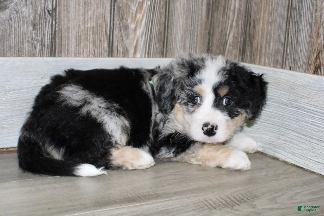 Mini Bernedoodle dogs for sale: Leo - Ad 2