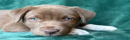 Mixed Breed dogs for sale: Red - Ad 3