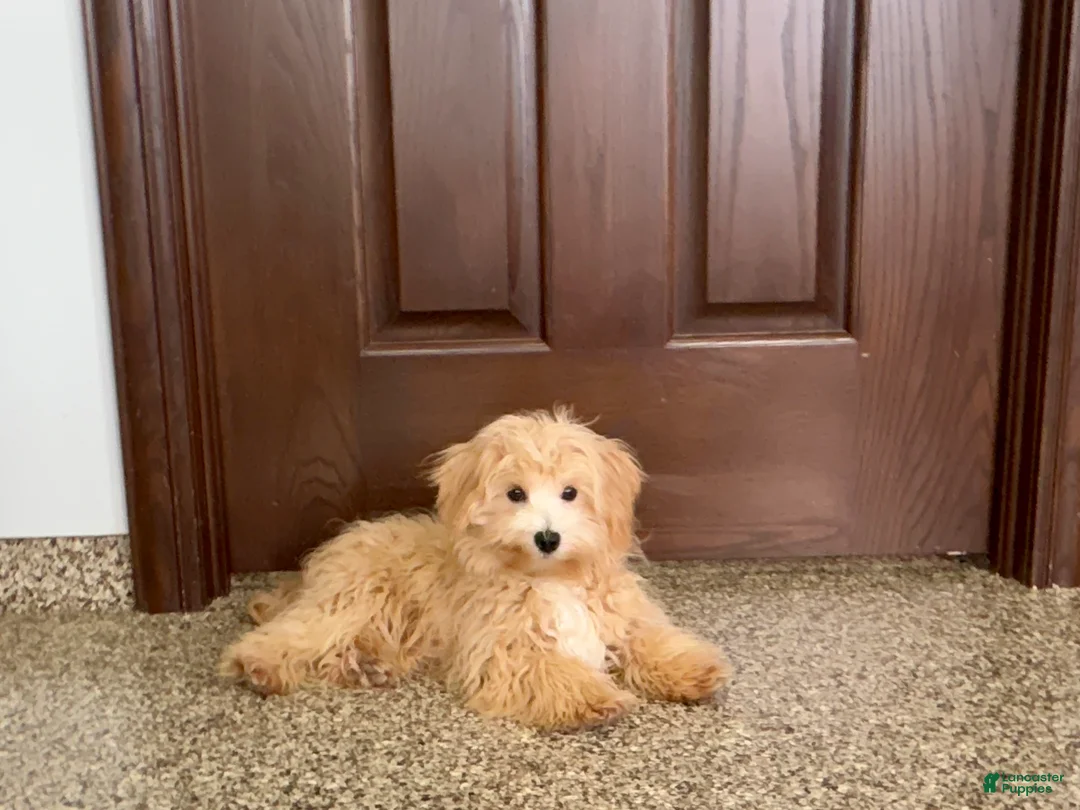 Maltipoo dogs for sale: Drew - Ad 4