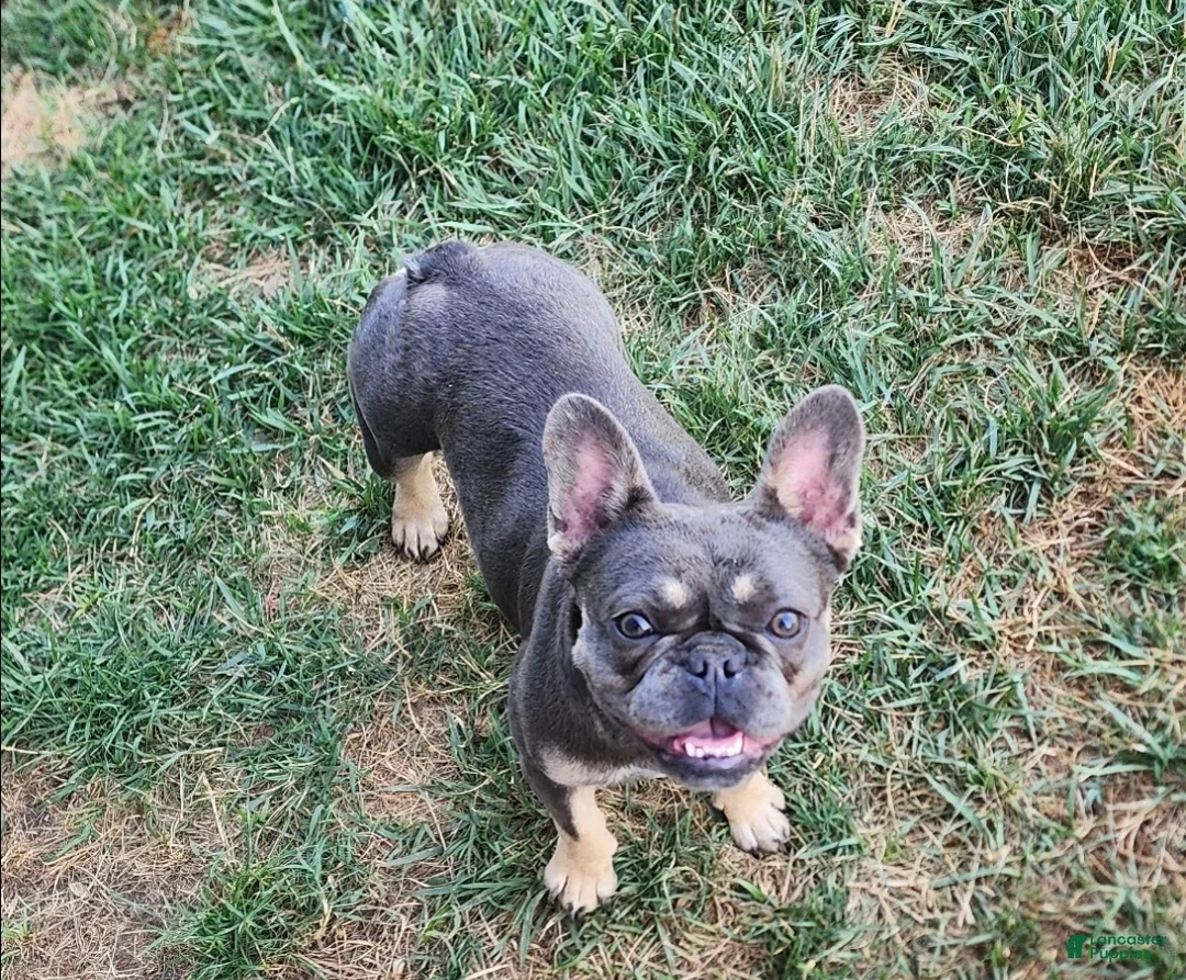 French Bulldog dogs for sale: French Bulldog Puppy 1 - Ad 4