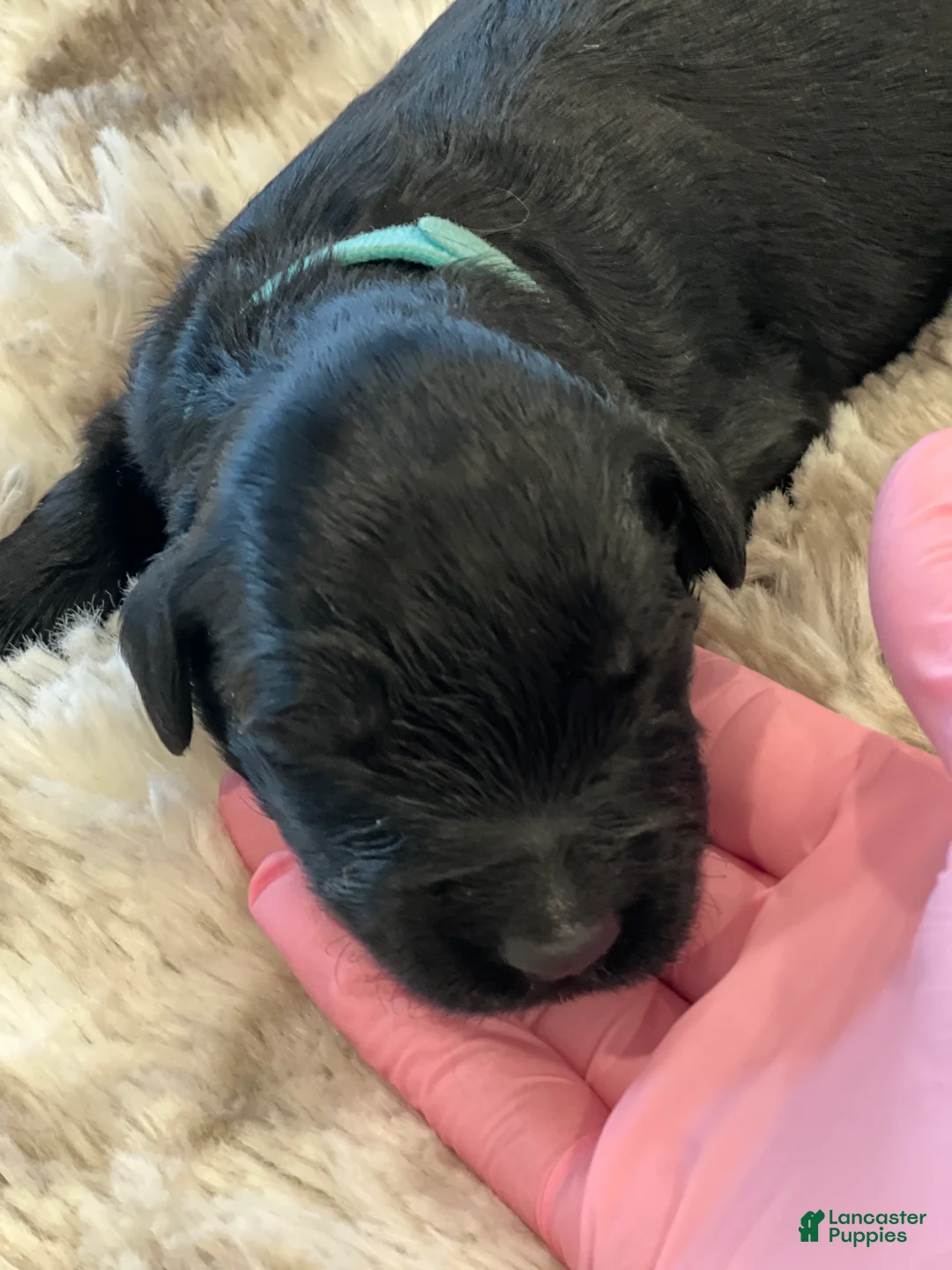Giant Schnauzer dogs for sale: Theodore - Ad 2