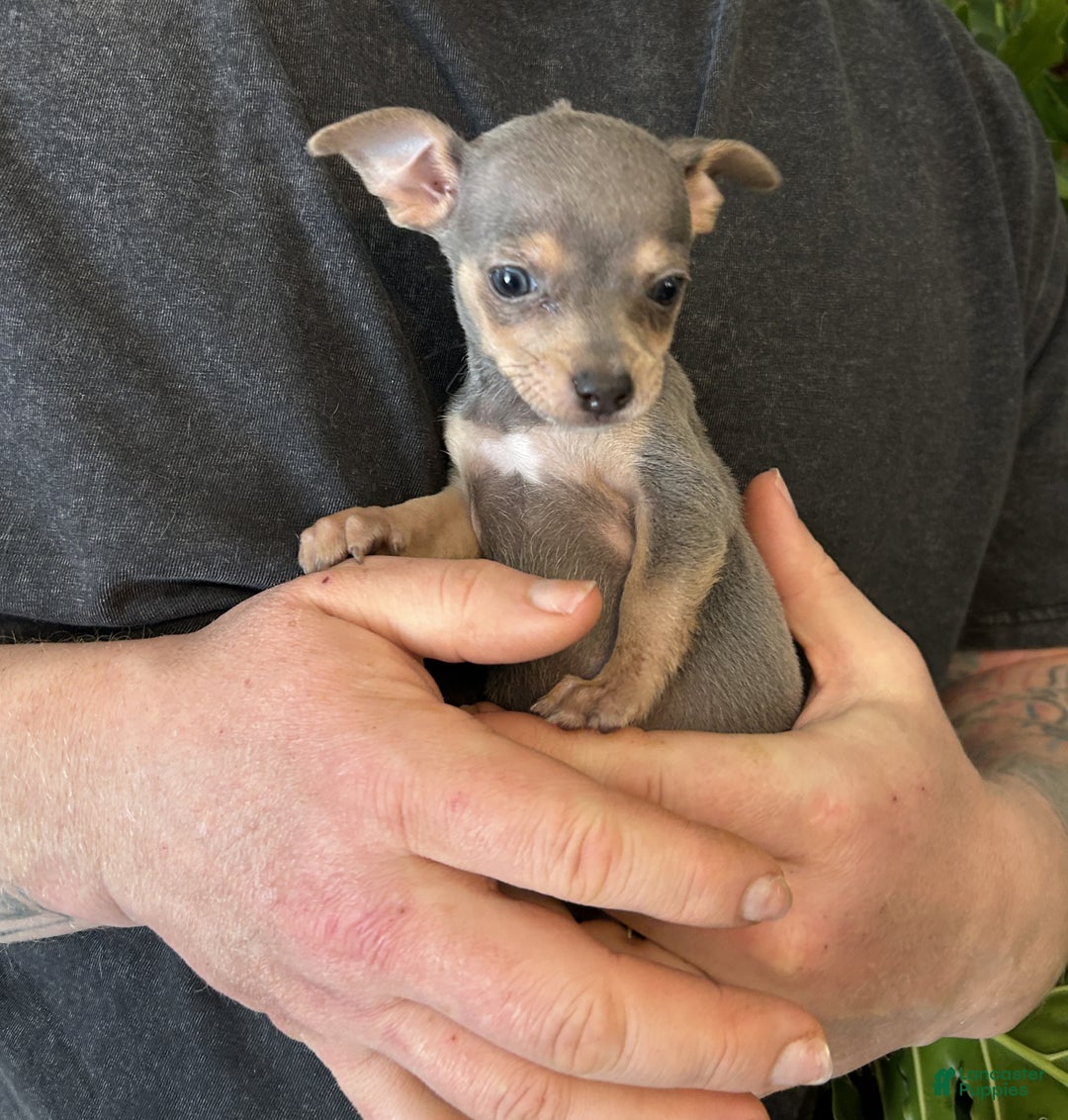 Chihuahua dogs for sale: Adora  - Ad 4