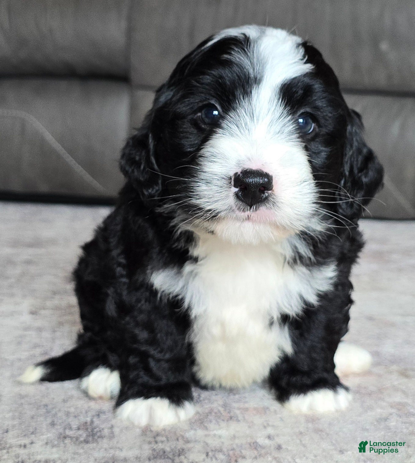 Mini Bernedoodle dogs Mini Boots - Ad 2