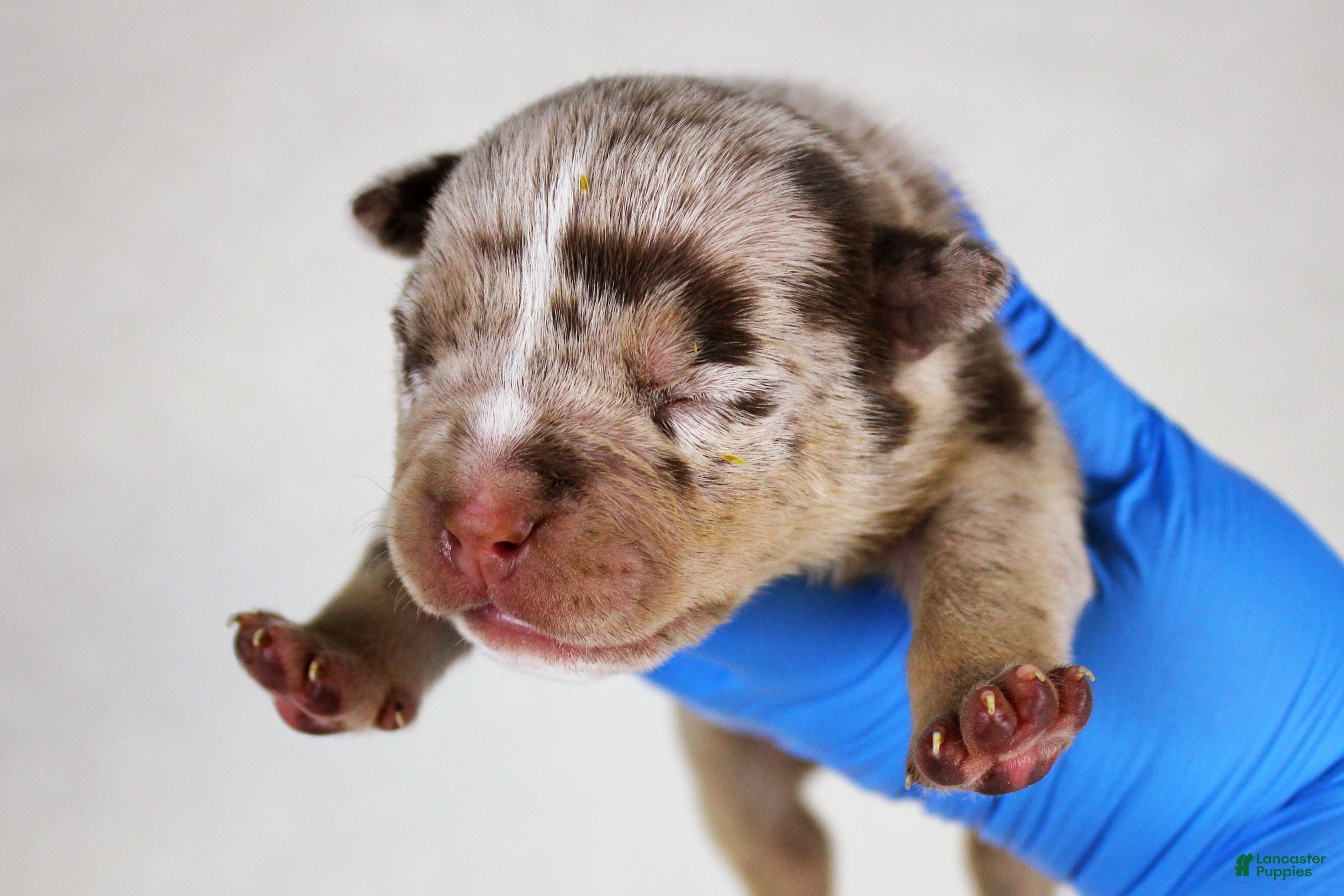 American Bully dogs Chocolate Tri Merle Female - Ad 27