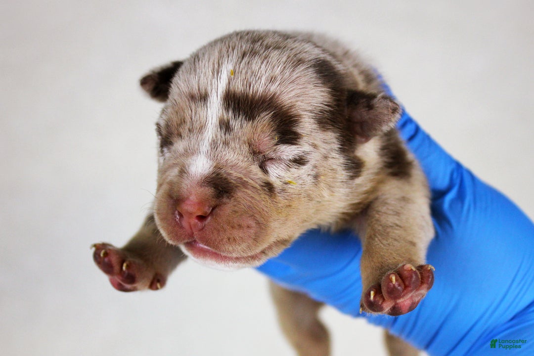 American Bully dogs for sale: Chocolate Tri Merle Female - Ad 1