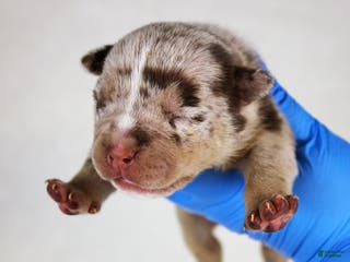 American Bully dogs Chocolate Tri Merle Female - Ad 27