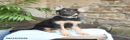 German Shepherd dogs for sale: Nutmeg - Ad 1