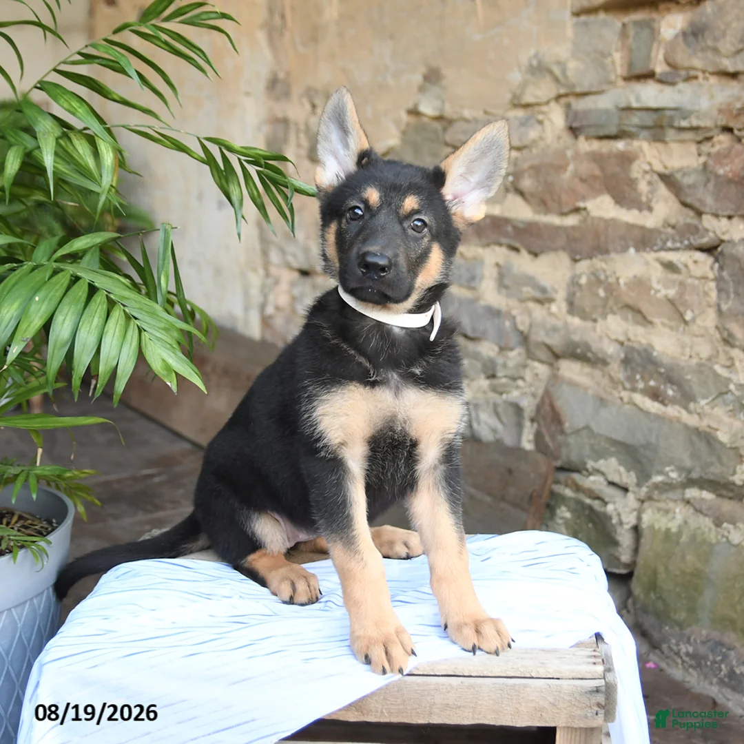 German Shepherd dogs for sale: Nutmeg - Ad 1