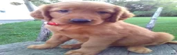 Golden Retriever dogs for sale: Bryce - Ad 3