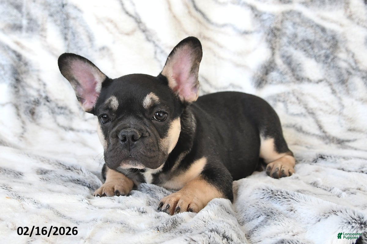 French Bulldog dogs Mike - Ad 2