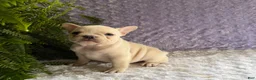 French Bulldog dogs for sale: Tea Cup - Ad 6