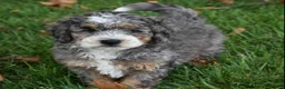 Mini Bernedoodle dogs for sale: Jester F1b - Ad 11