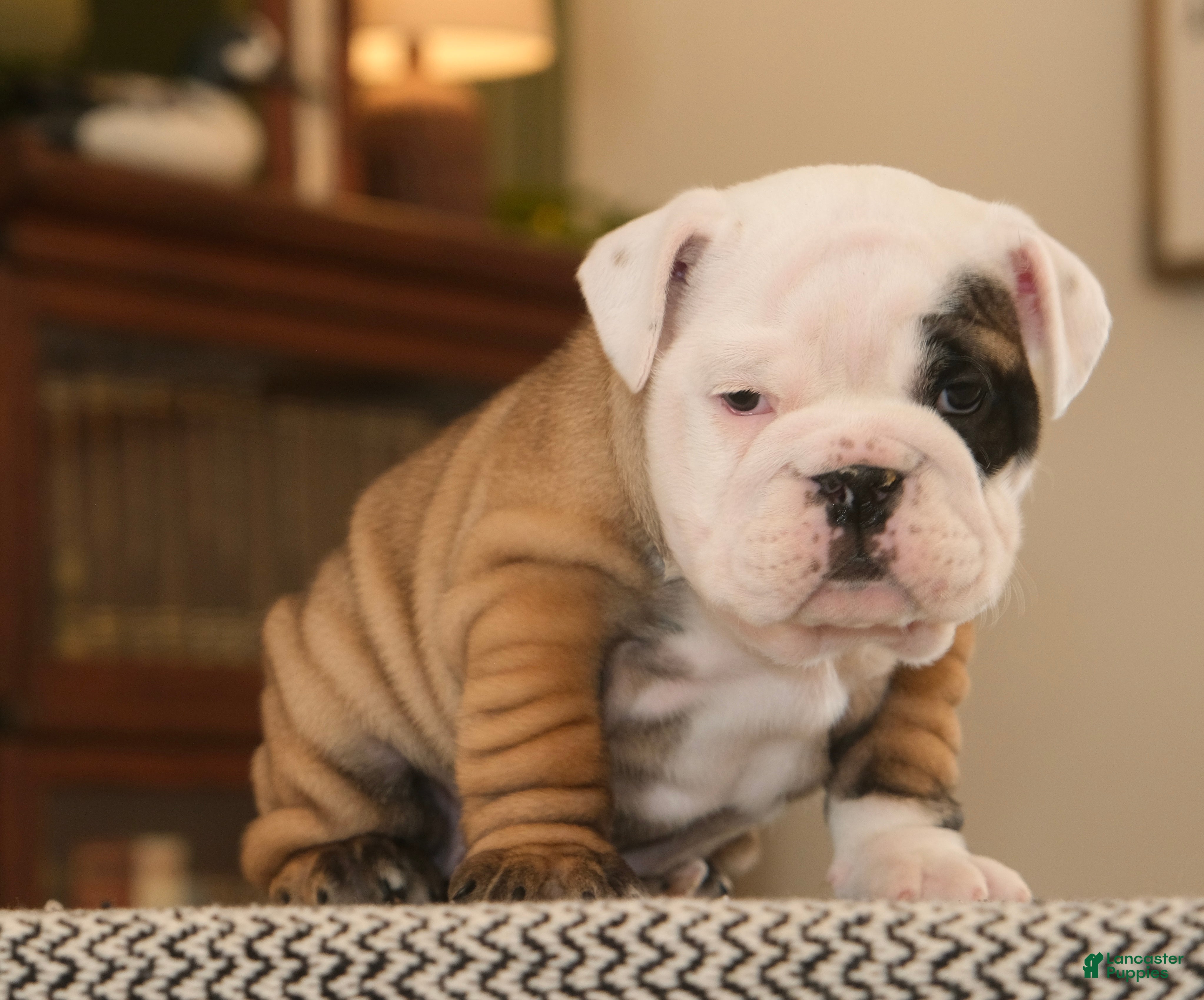 English Bulldog dogs Bella - Ad 13