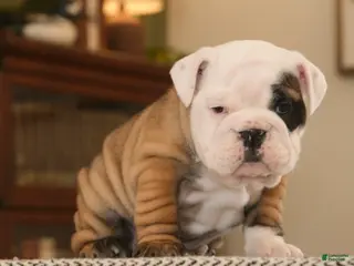 English Bulldog dogs Bella - Ad 13