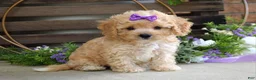 Maltipoo dogs for sale: Hazel - Ad 4