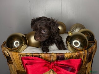 Yorkiepoo dogs Cinnabon - Ad 2