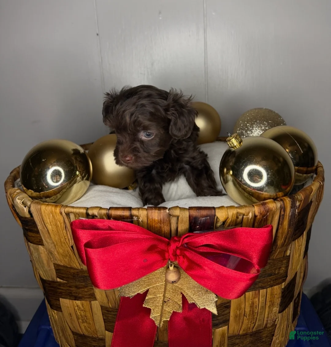 Yorkiepoo dogs for sale: Cinnabon - Ad 1