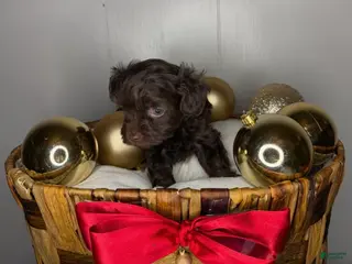 Yorkiepoo dogs Cinnabon - Ad 2