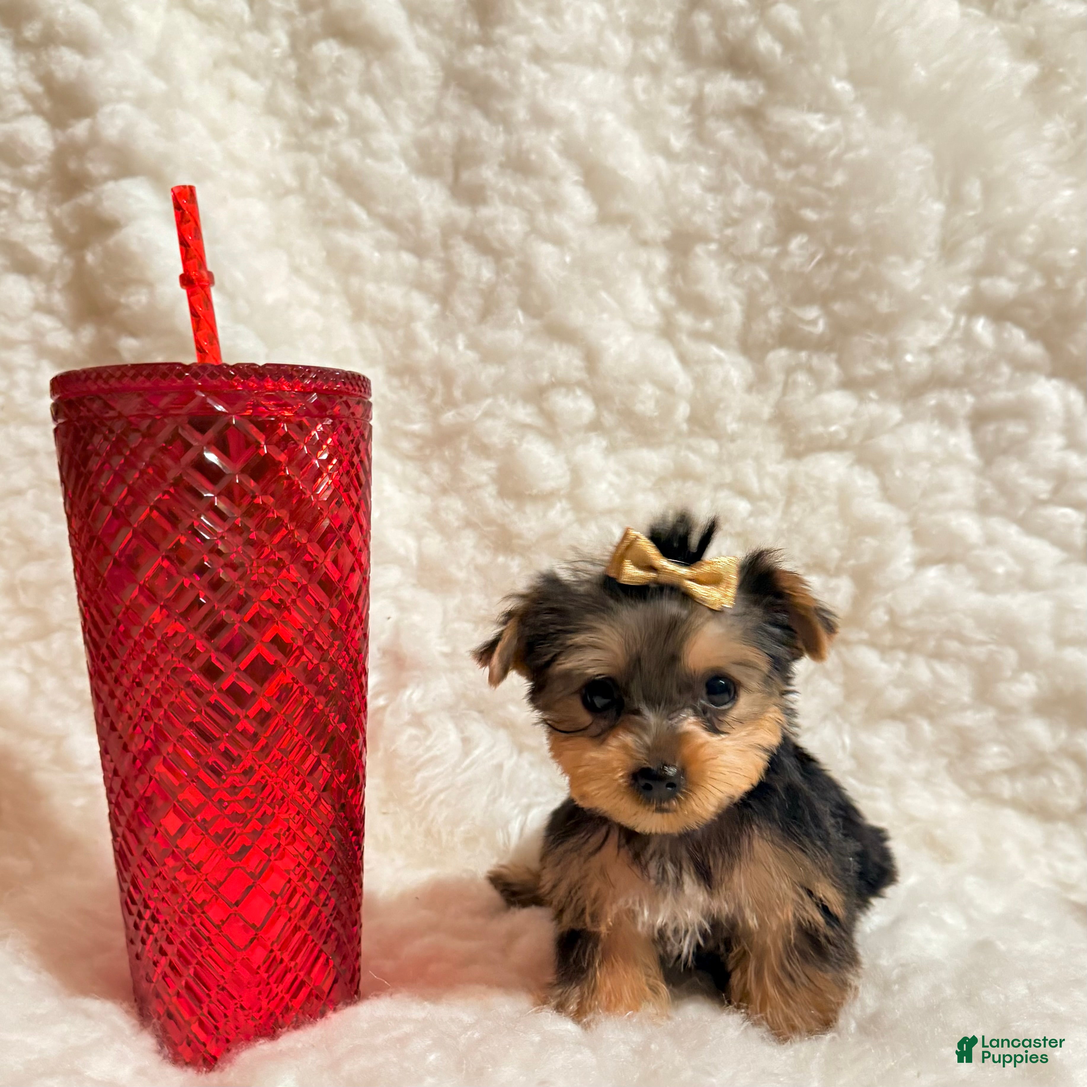 Yorkshire Terrier dogs Ella teacup  - Ad 2