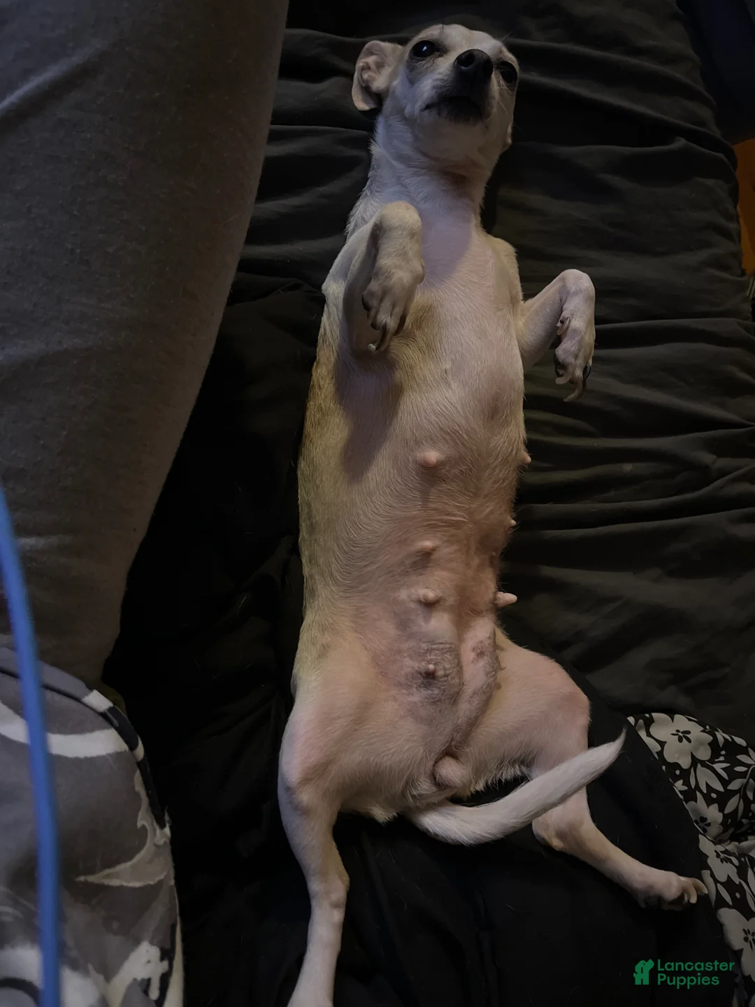 Mixed Breed dogs for sale: Mixed Breed Puppy 1 - Ad 2